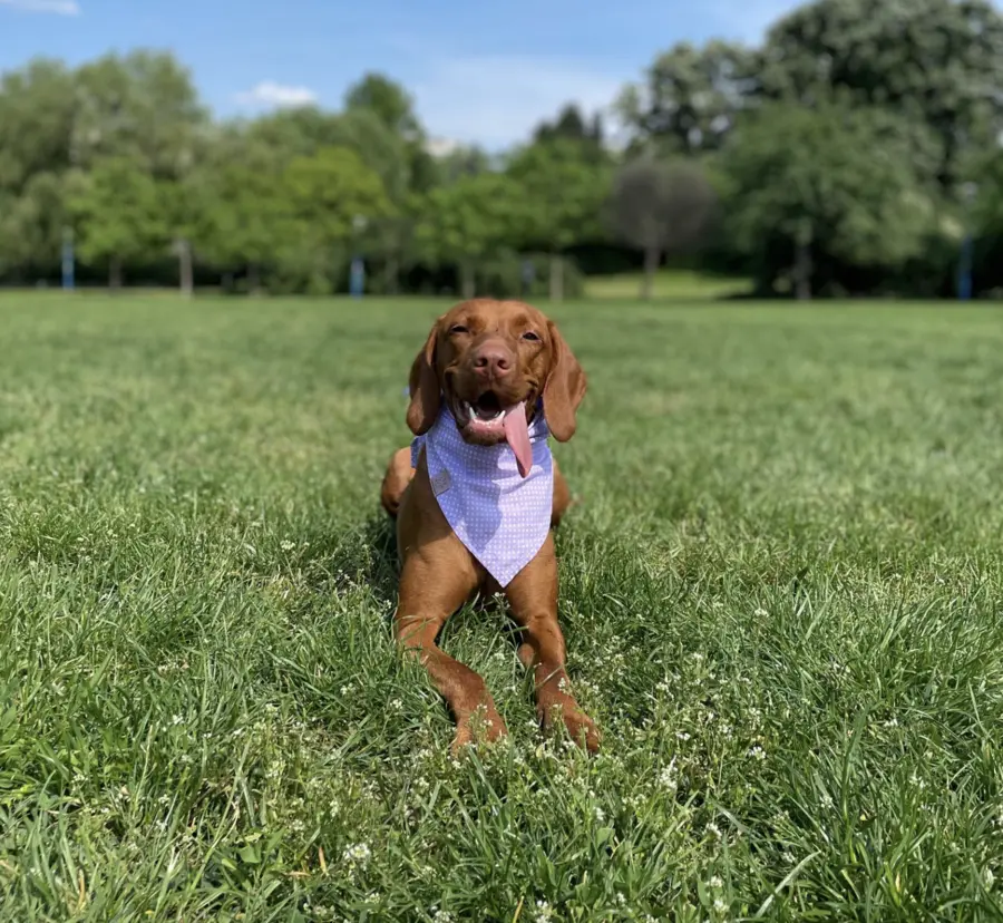 Câine educat la Aport Training — Hera și Iulia