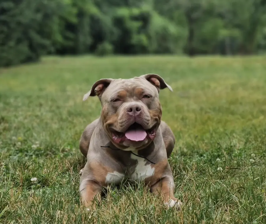 Câine educat la Aport Training — Rollo și Alex